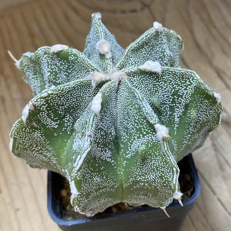 SH26921 Astrophytum myriostigma x ornatum