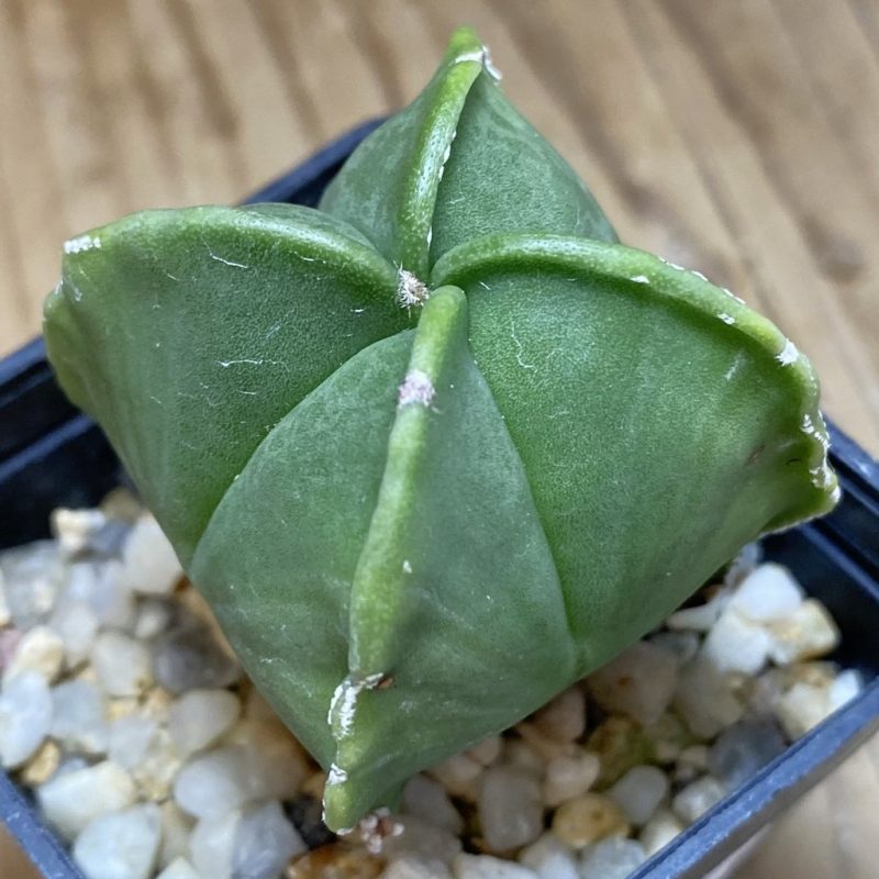 SH26922 Astrophytum myriostigma v. quadricostatum f. nudum