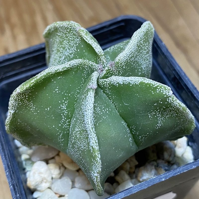 SH26923 Astrophytum myriostigma hybrid