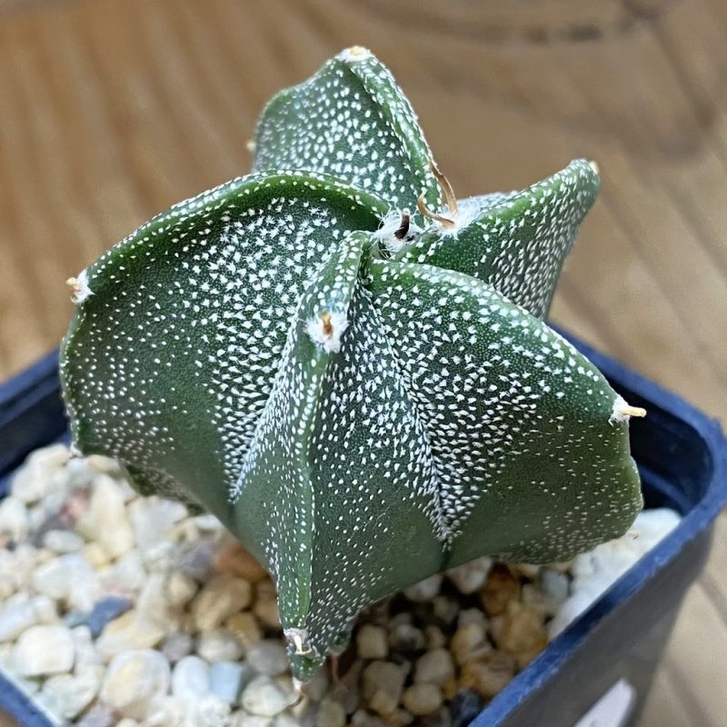 SH26924 Astrophytum ornatum hybrid