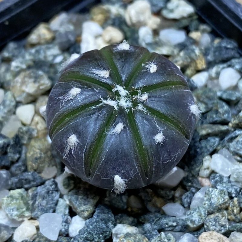 SH26925 Astrophytum asterias ‘Purple Skin’