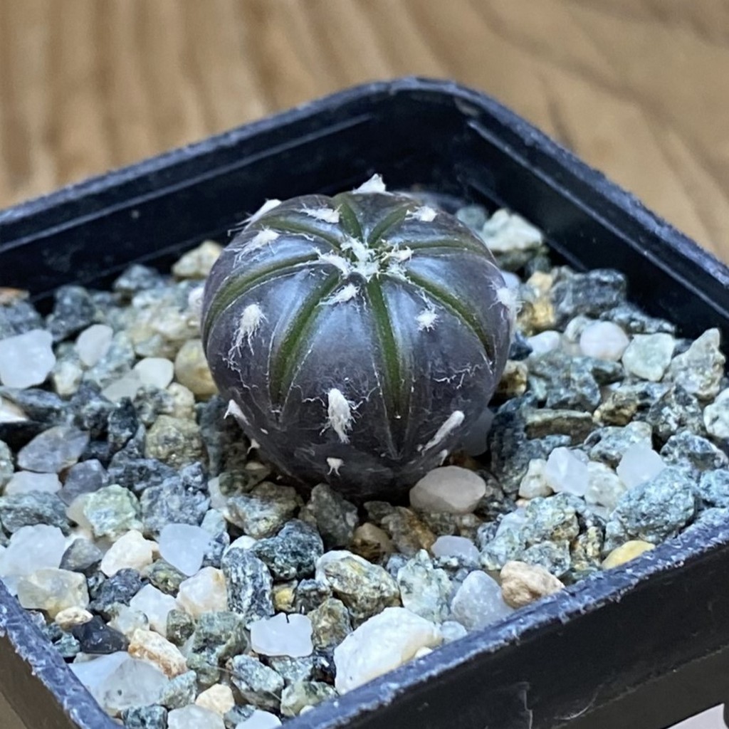 SH26925 Astrophytum asterias ‘Purple Skin’ - Image 2