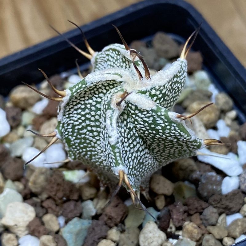 SH26926 Astrophytum ornatum hybrid