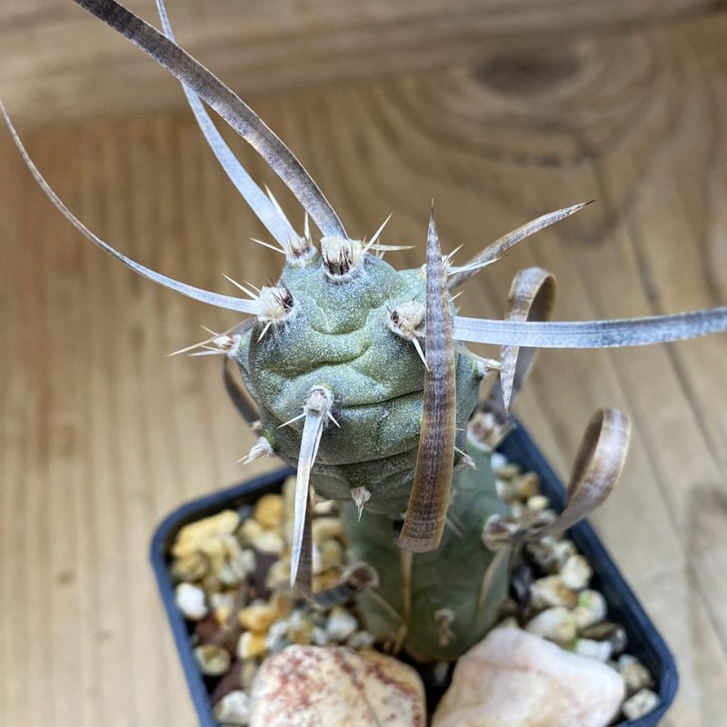 SH26927 Tephrocactus articulatus v. papyracanthus