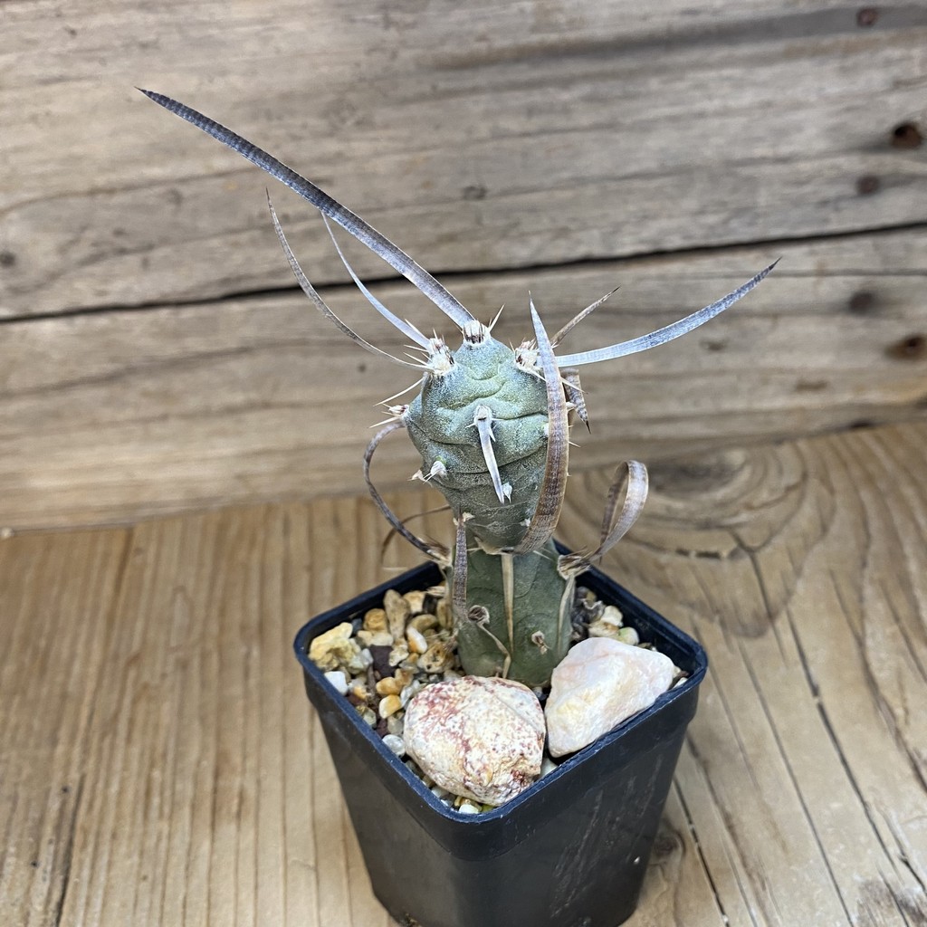 SH26927 Tephrocactus articulatus v. papyracanthus - Image 2