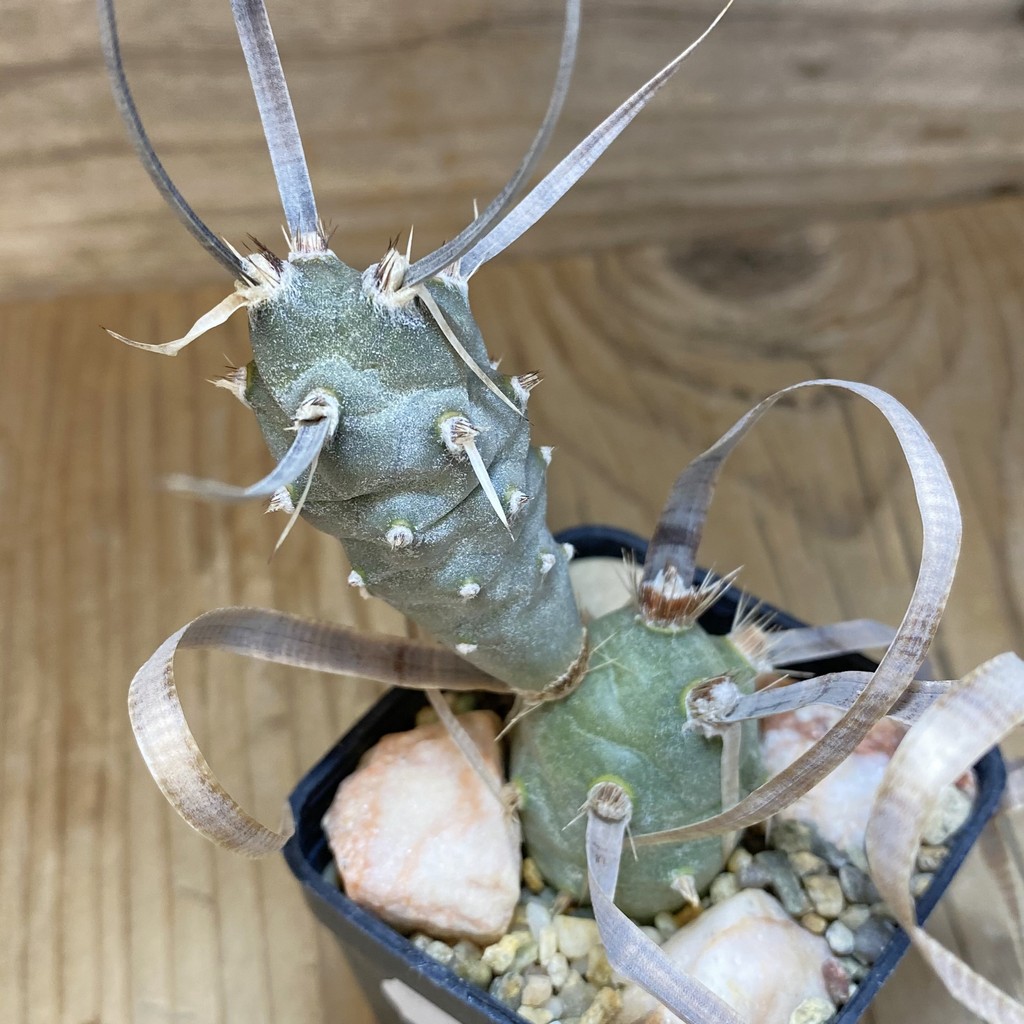 SH26928 Tephrocactus articulatus v. papyracanthus