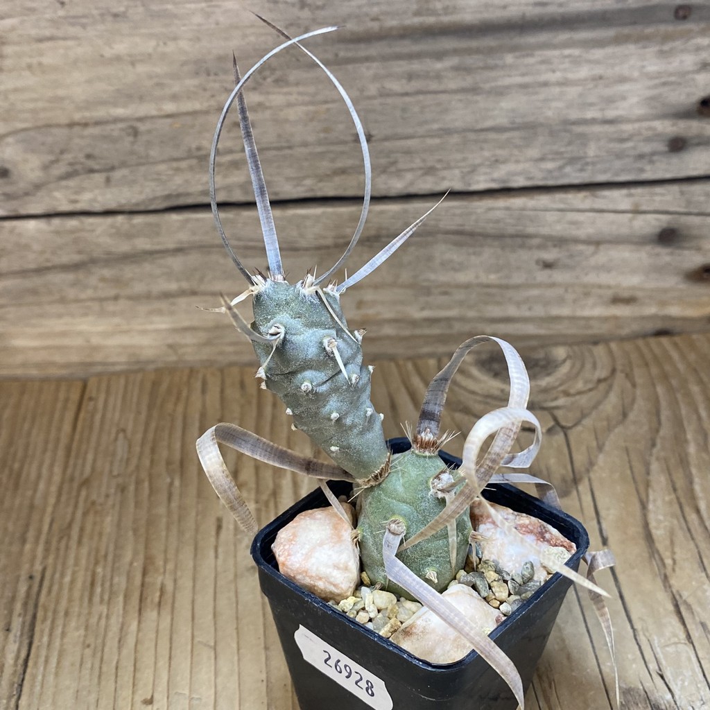 SH26928 Tephrocactus articulatus v. papyracanthus - Image 2