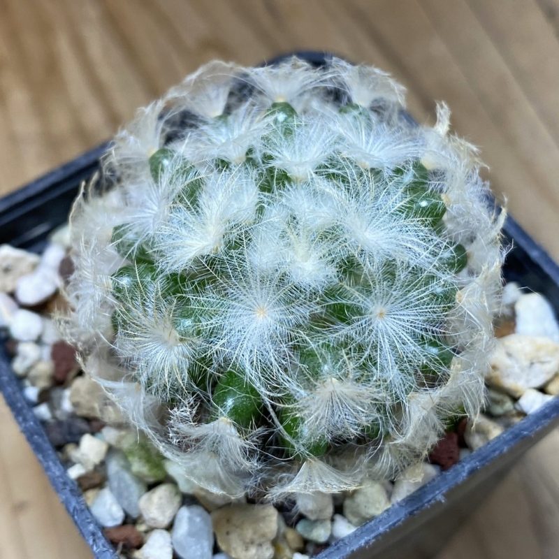 SH26929 Mammillaria plumosa
