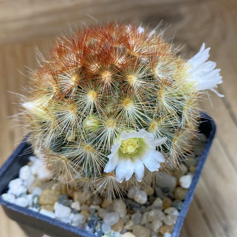 SH26930 Mammillaria carmenae, seedling