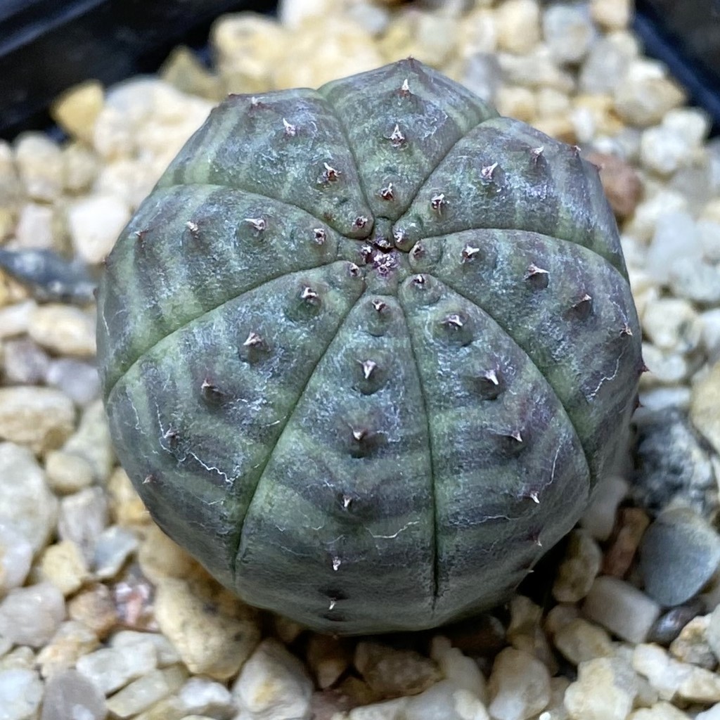 SH26931 Euphorbia obesa