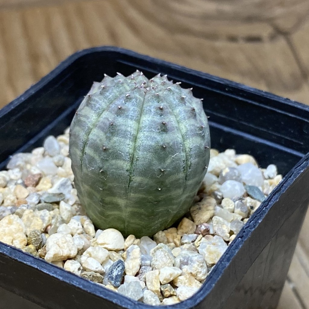 SH26931 Euphorbia obesa - 画像 (2)