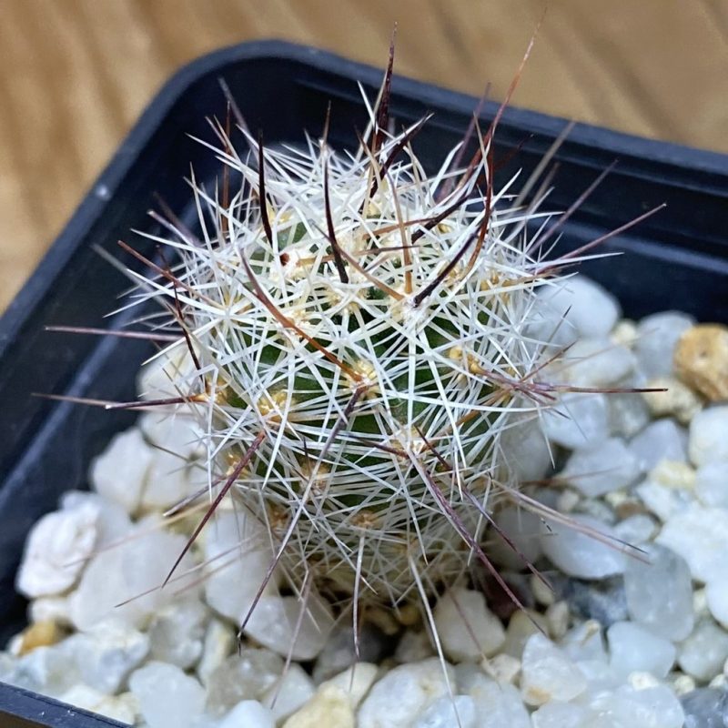 SH26932 Thelocactus lausseri