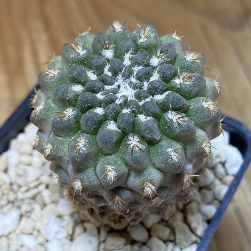 SH26933 Eriosyce heinrichiana