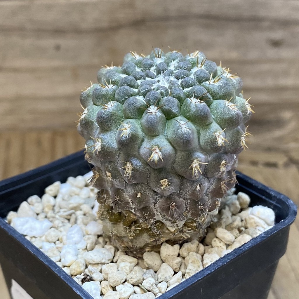 SH26933 Eriosyce heinrichiana - 画像 (2)