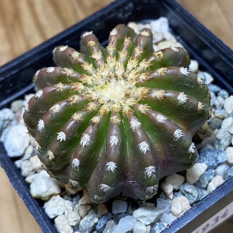 SH26934 Discocactus horstii