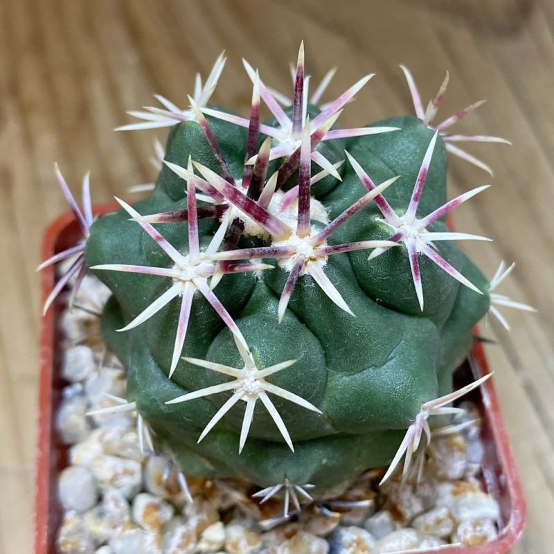 SH26935 Thelocactus aff. heterochromus