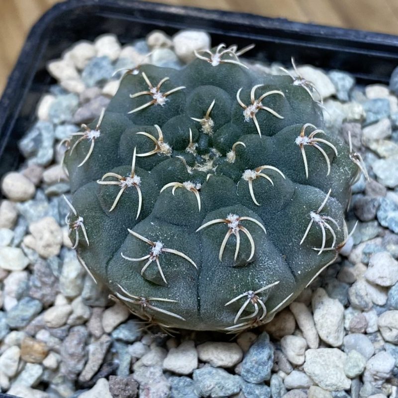 SH26936 Gymnocalycium stellatum VG 283