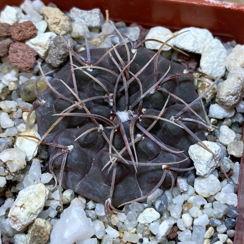 SH26937 Gymnocalycium intertextum