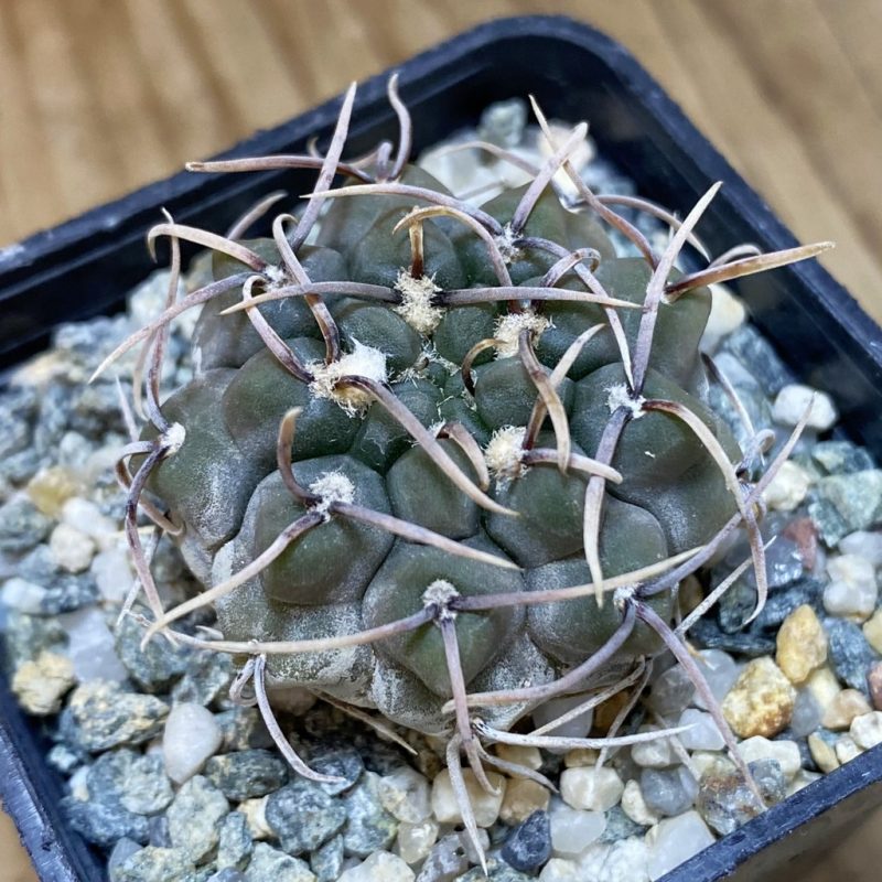 SH26938 Gymnocalycium ochoterenae