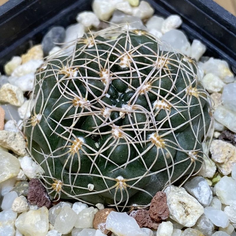 SH26939 Gymnocalycium altagraciense STO 223