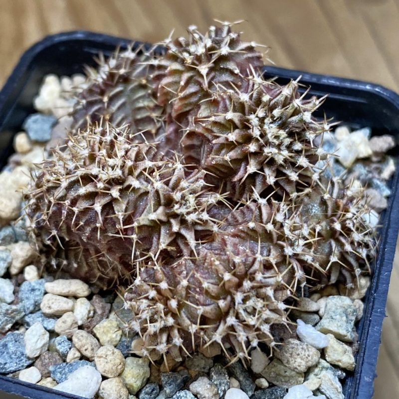 SH26940 Gymnocalycium mihanovichii f. cristata, seedling