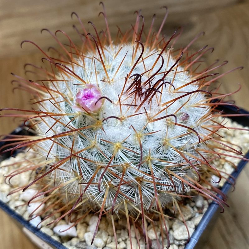 SH26885 Mammillaria bombycina