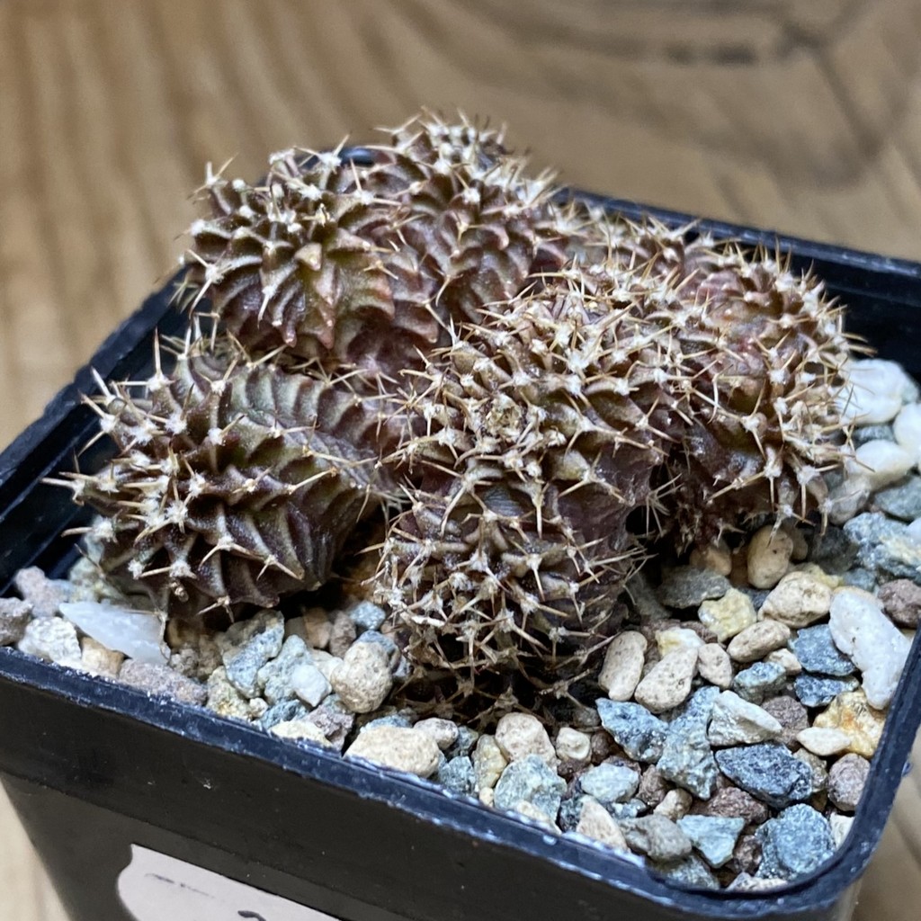 SH26940 Gymnocalycium mihanovichii f. cristata, seedling - 画像 (2)