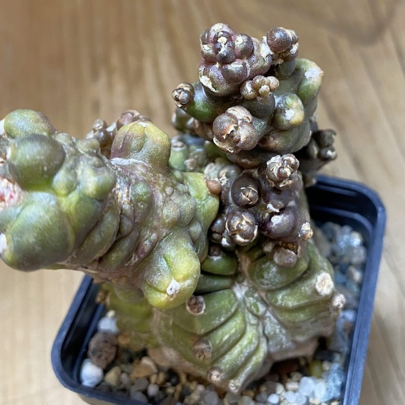 SH26941 Gymnocalycium mihanovichii ‘Transformer’