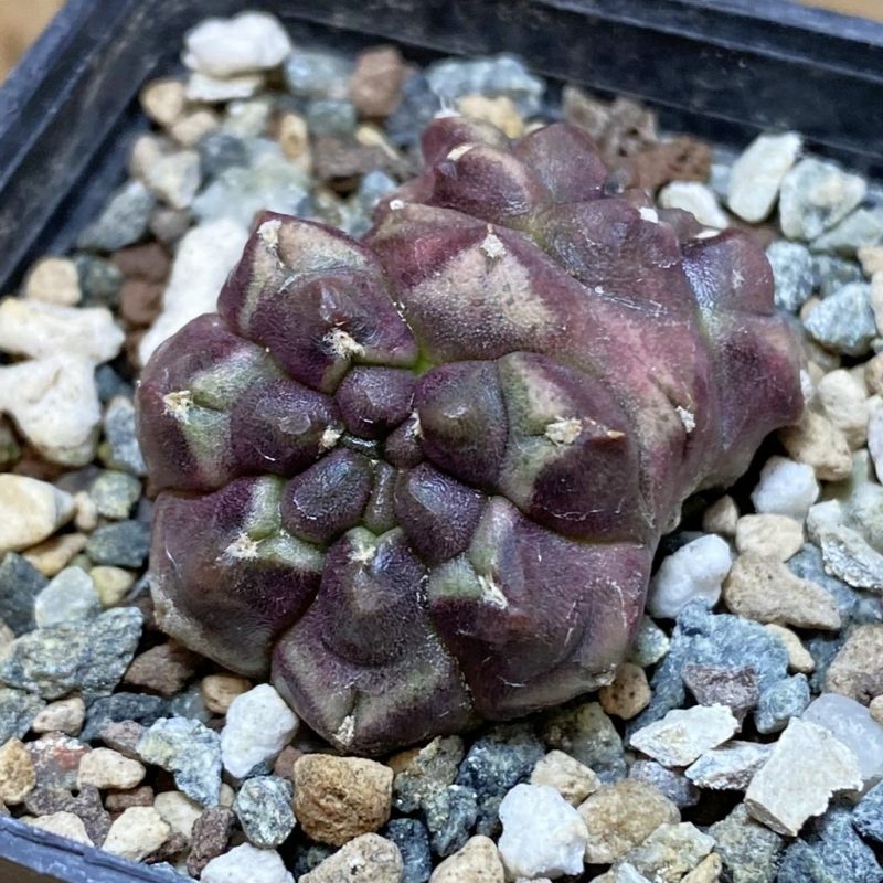 SH26942 Gymnocalycium mihanovichii ‘Day Dream’ f. cristata, seedling