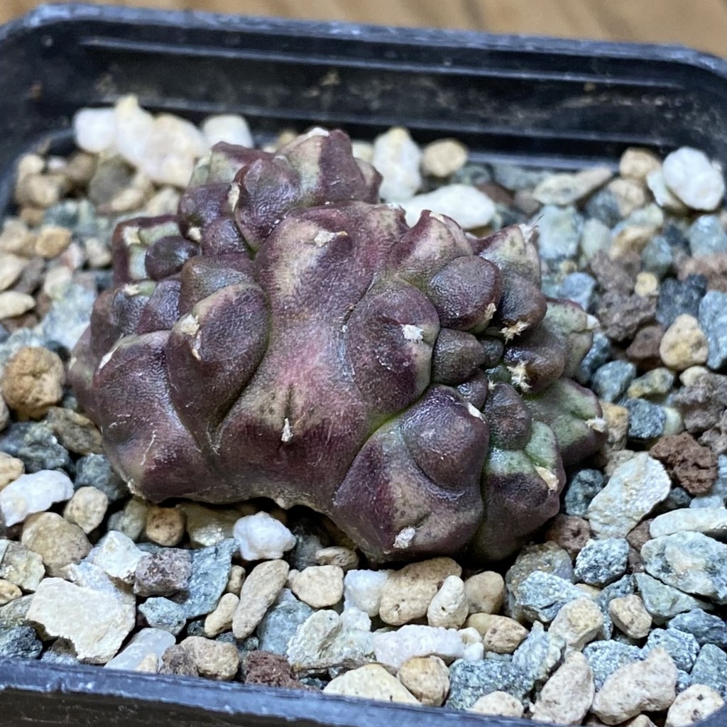 SH26942 Gymnocalycium mihanovichii ‘Day Dream’ f. cristata, seedling - 画像 (2)