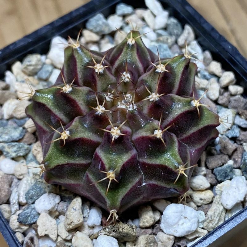 SH26943 Gymnocalycium mihanovichii ‘Neon’ hybrid, seedling