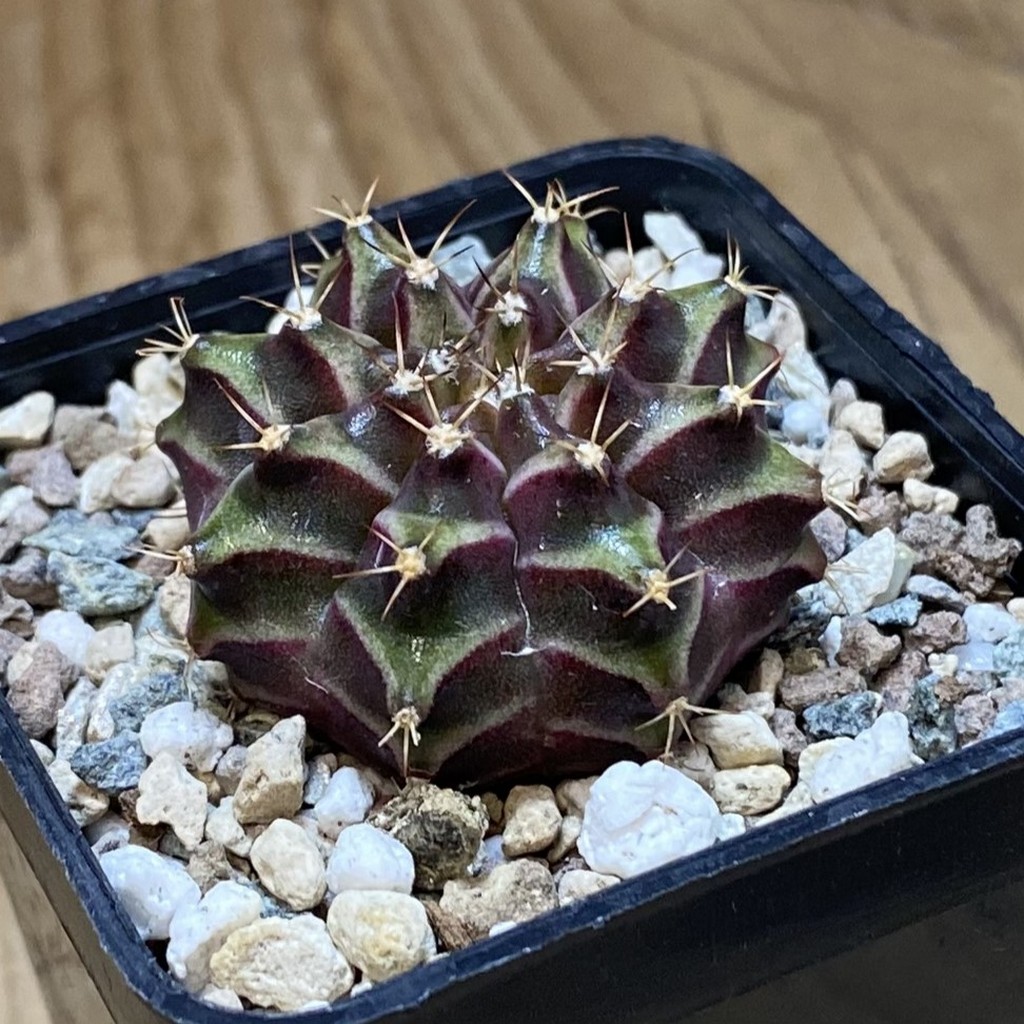 SH26943 Gymnocalycium mihanovichii ‘Neon’ hybrid, seedling - 画像 (2)