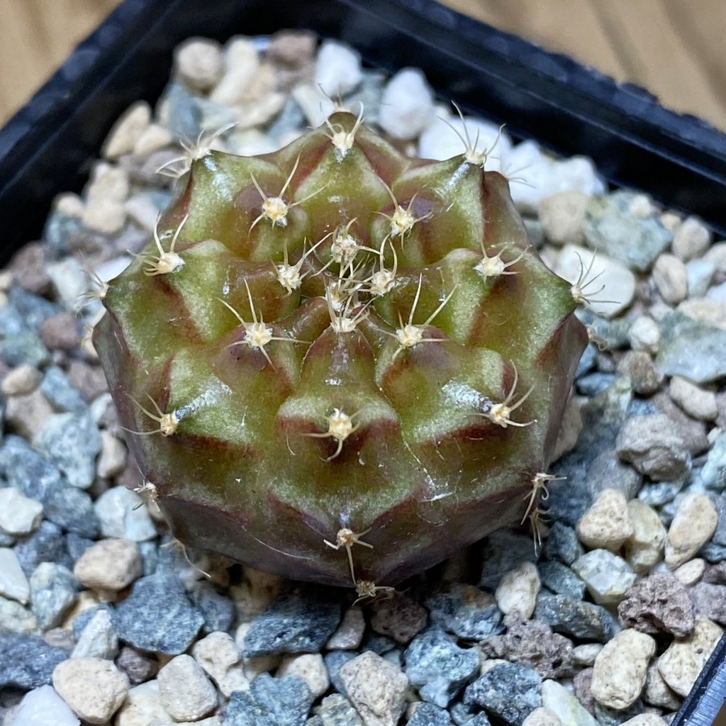 SH26944 Gymnocalycium mihanovichii ‘Neon’ hybrid, seedling