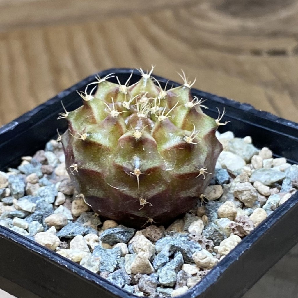 SH26944 Gymnocalycium mihanovichii ‘Neon’ hybrid, seedling - 画像 (2)