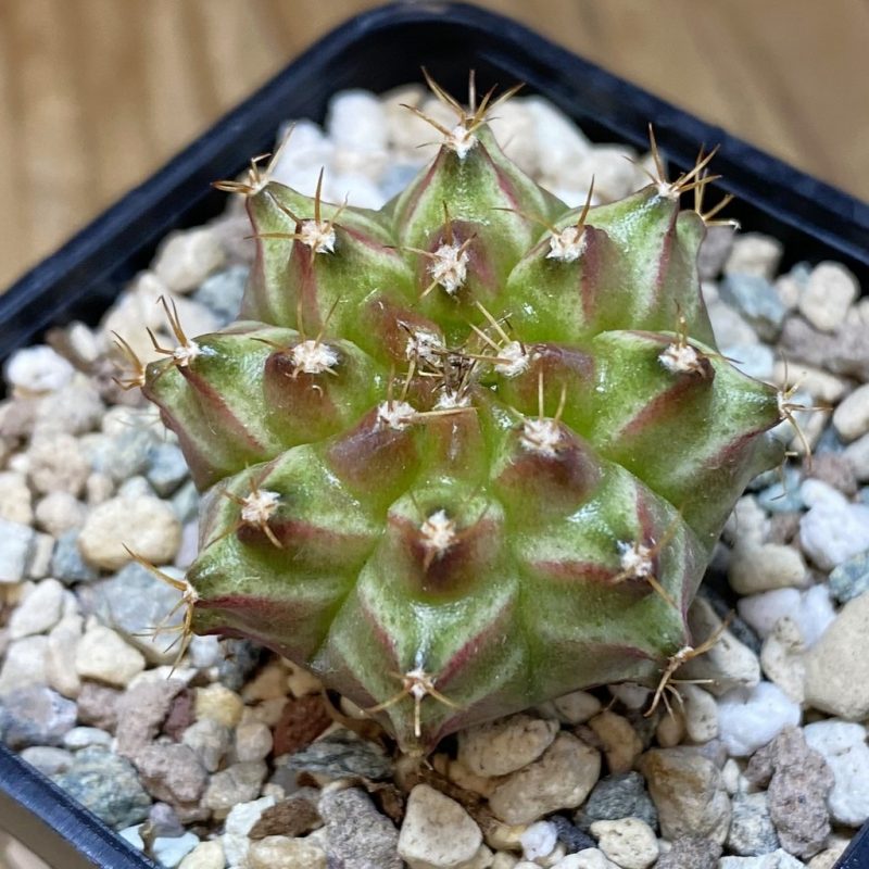 SH26945 Gymnocalycium mihanovichii ‘Neon’ hybrid, seedling