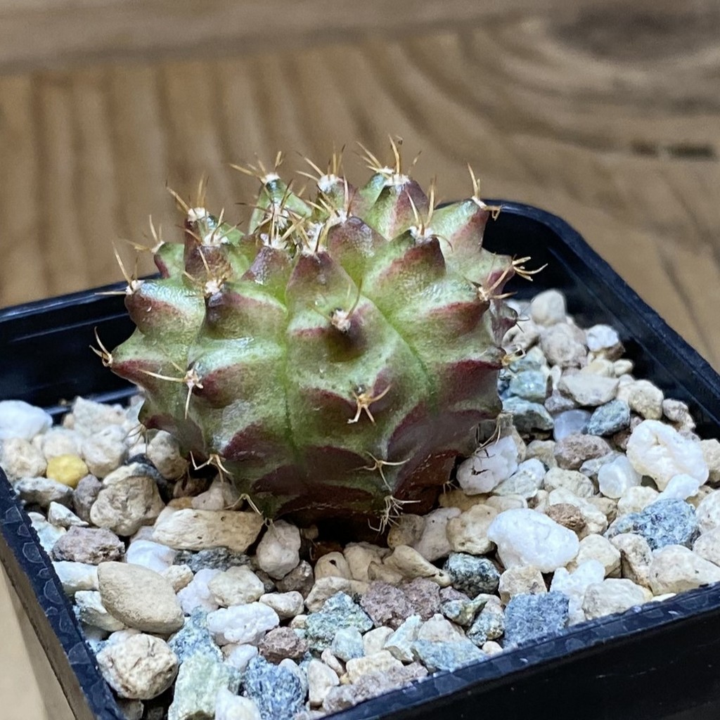 SH26945 Gymnocalycium mihanovichii ‘Neon’ hybrid, seedling - 画像 (2)