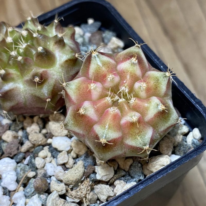 SH26946 Gymnocalycium mihanovichii ‘Neon’ mix hybrid, seedling