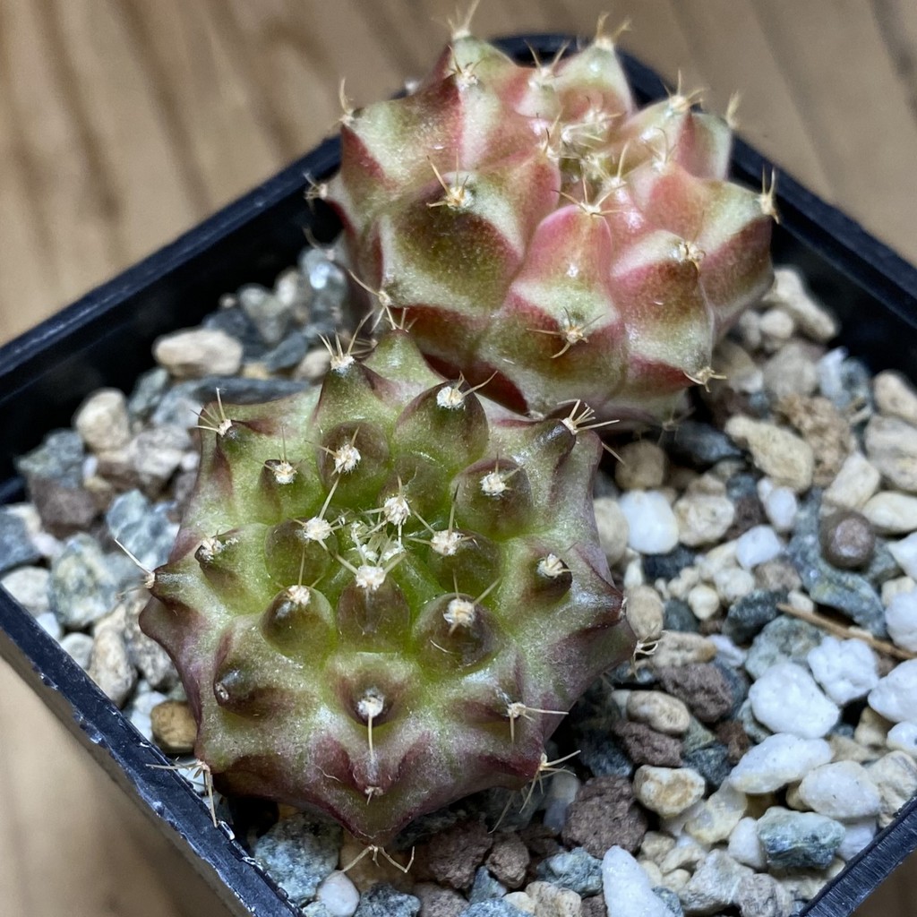 SH26946 Gymnocalycium mihanovichii ‘Neon’ mix hybrid, seedling - 画像 (2)