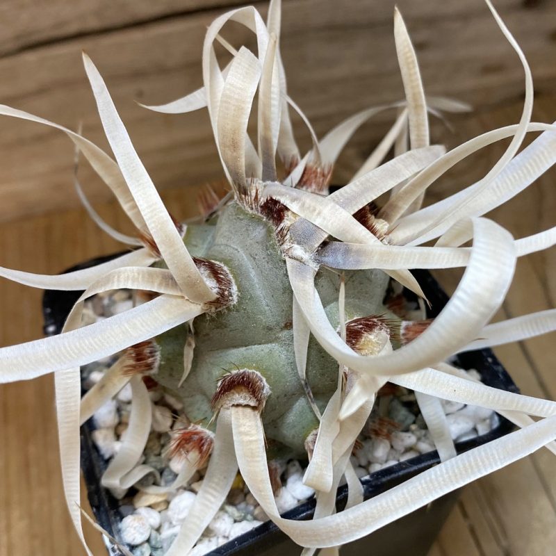 SH26880 Tephrocactus articulatus v. papyracanthus