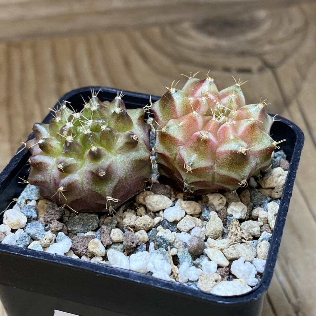 SH26946 Gymnocalycium mihanovichii ‘Neon’ mix hybrid, seedling - 画像 (3)