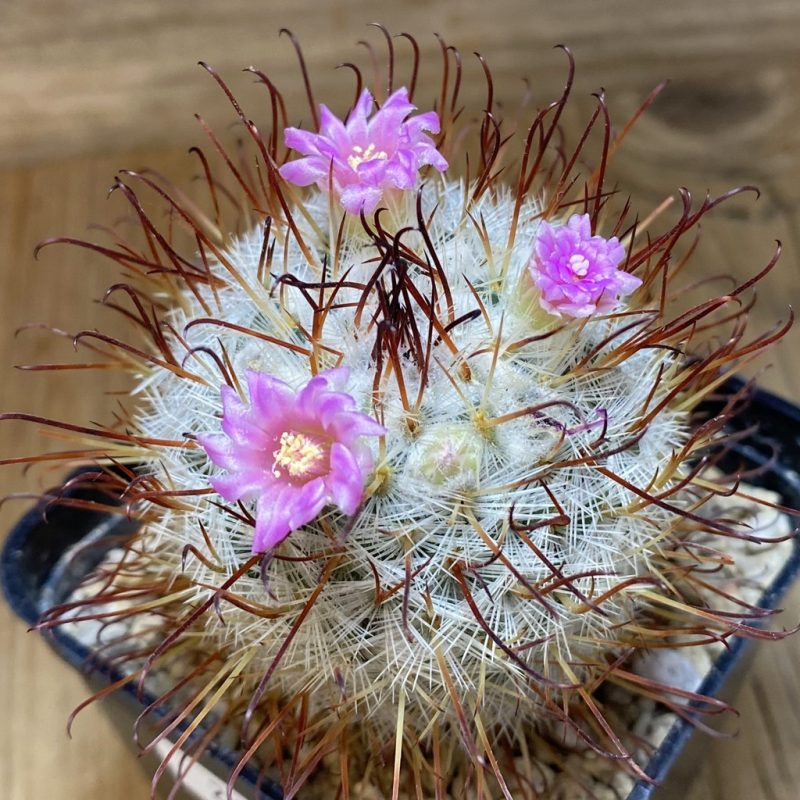 SH26886 Mammillaria bombycina