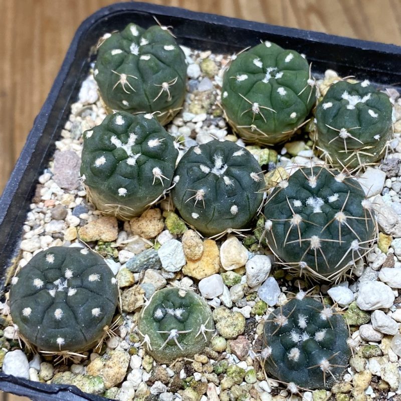 SH26887 Gymnocalycium morroense