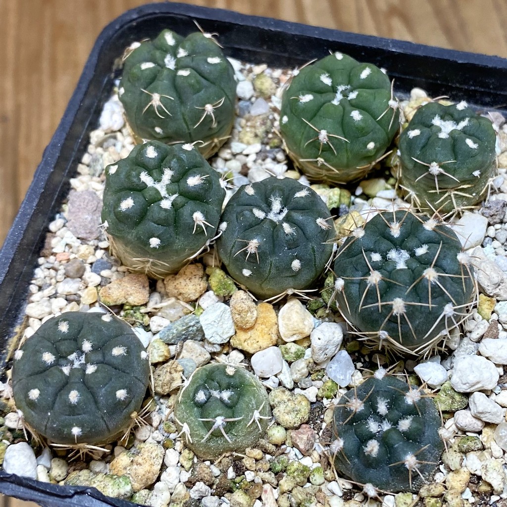 SH26887 Gymnocalycium morroense
