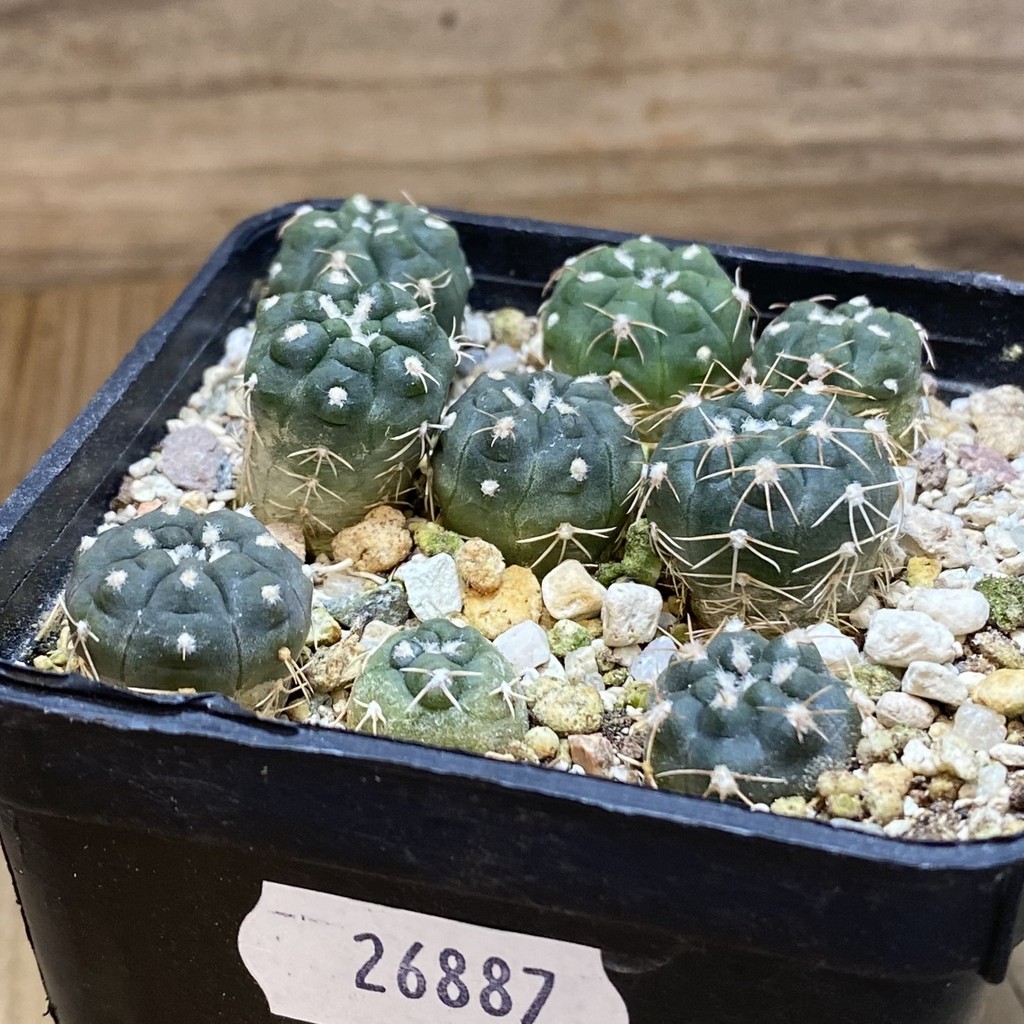 SH26887 Gymnocalycium morroense - 画像 (2)