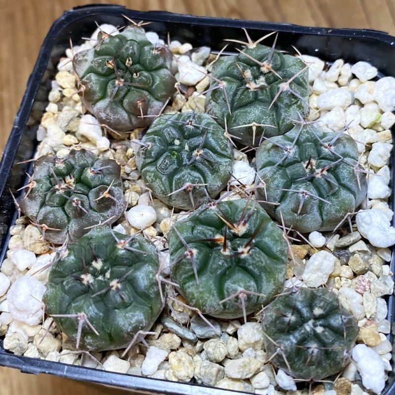 SH26888 Gymnocalycium chubutense RUS 364