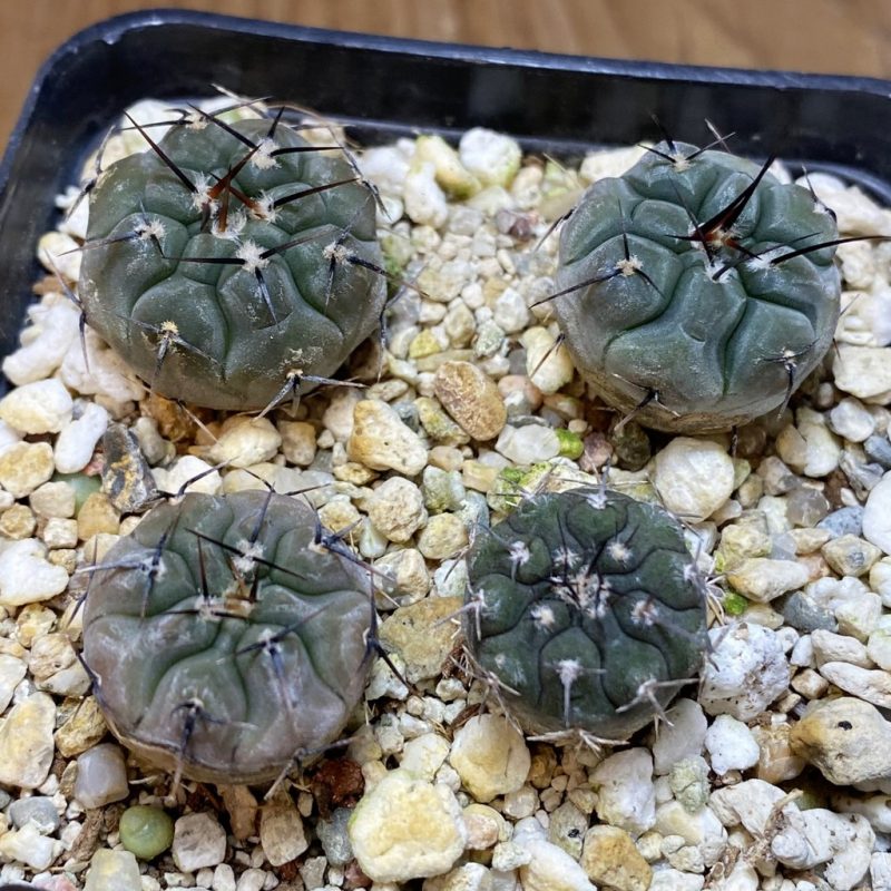 SH26889 Gymnocalycium esperanzae VG 1306, VG 1242