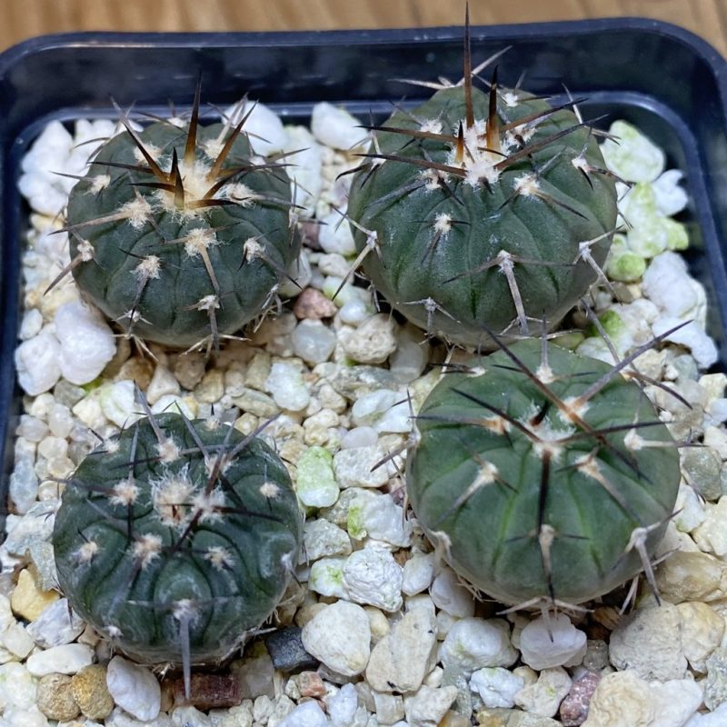 SH26890 Gymnocalycium spegazzinii v. major VG 090