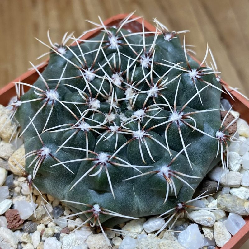 SH26891 Gymnocalycium kuehhasii VG 1091