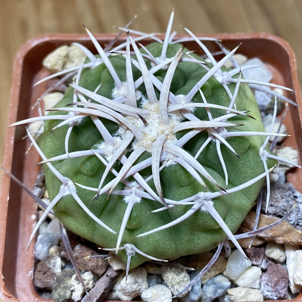 SH26892 Gymnocalycium ferox