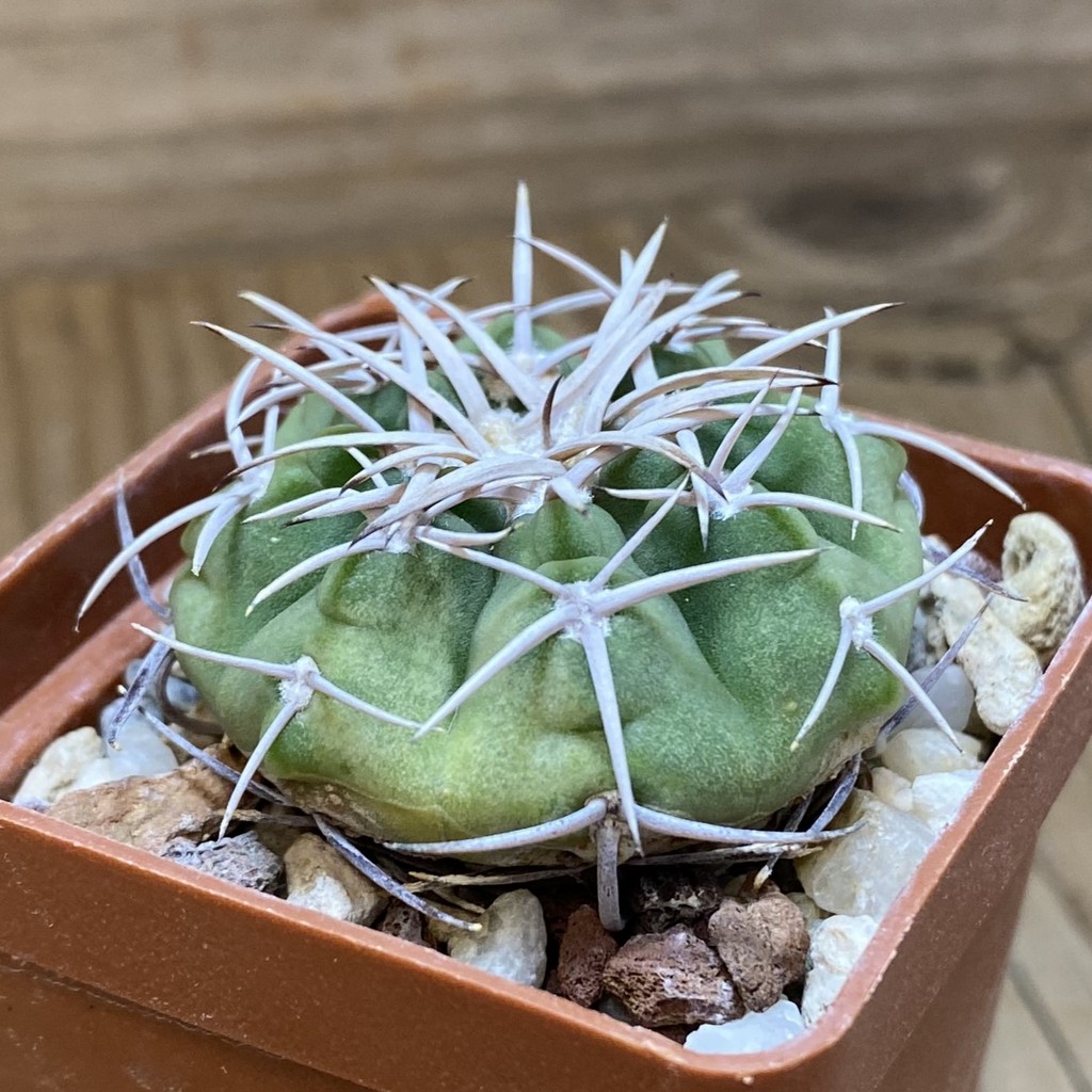 SH26892 Gymnocalycium ferox - immagine 2